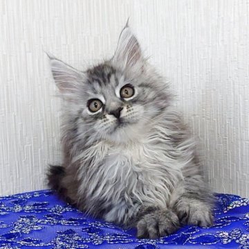 メインクーン【大阪府・女の子・2025年8月19日・シルバー タビー（もふもふ）】の写真「毛ぶきの良い美人さん♡」