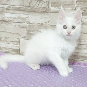 メインクーン【大阪府・女の子・2025年2月17日・ホワイトソリッド（もふもふ）】の写真「お転婆さん♡」