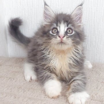 メインクーン【大阪府・男の子・2025年9月3日・ブルータビー&ホワイト（もふもふのロングヘア）】の写真「大きな男の子」