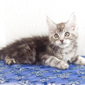 メインクーン【大阪府・男の子・2025年8月19日・シルバータビー（もふもふのロングヘア）】の写真「大きくなりそうな子です」