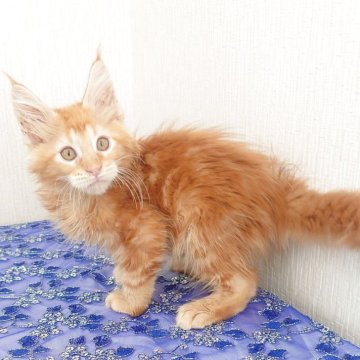 メインクーン【大阪府・男の子・2025年6月24日・レッドタビー（もふもふのロングヘア）】の写真「秘蔵っ子です」