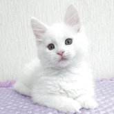 メインクーン