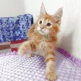 メインクーン