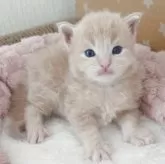 メインクーン