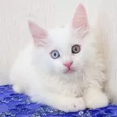 メインクーン