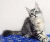 メインクーン【大阪府・女の子・2025年6月30日・シルバータビー】の写真2