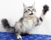 メインクーン【大阪府・女の子・2025年6月30日・シルバータビー】の写真7「あたしに会いにきてね〜✨」