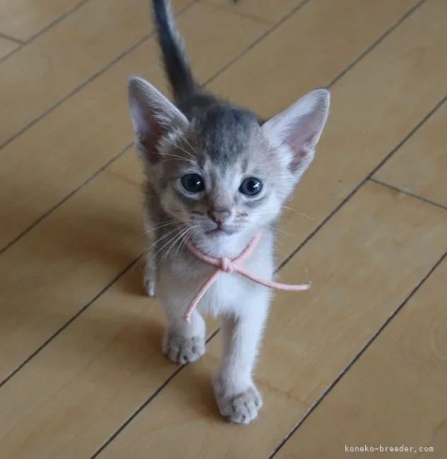 カエルチョコ 様のお迎えした子猫