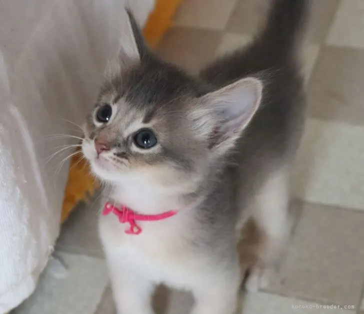 ソマリ【愛媛県・女の子・2021年6月30日・ブルー】の写真1「8/3の様子」