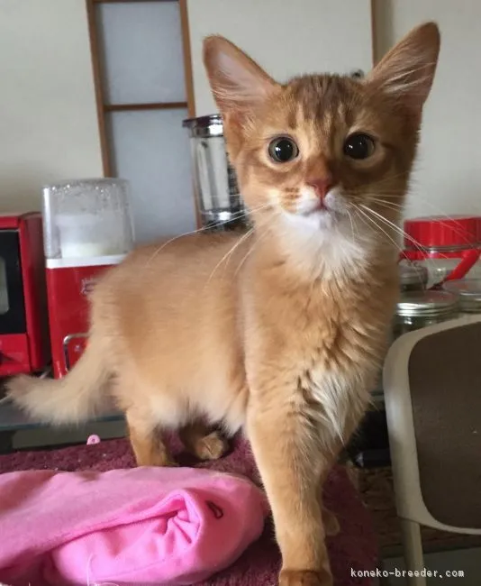 ちいこ 様のお迎えした子猫