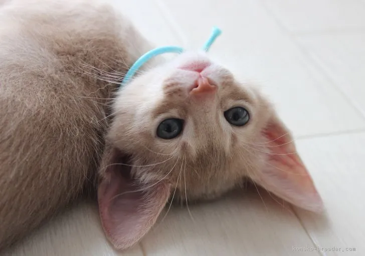ID:1611-00472の子猫
