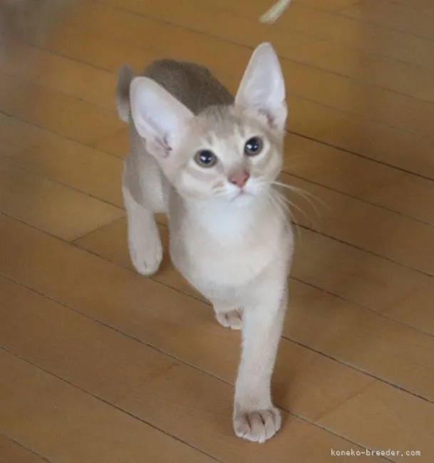 SH 様のお迎えした子猫