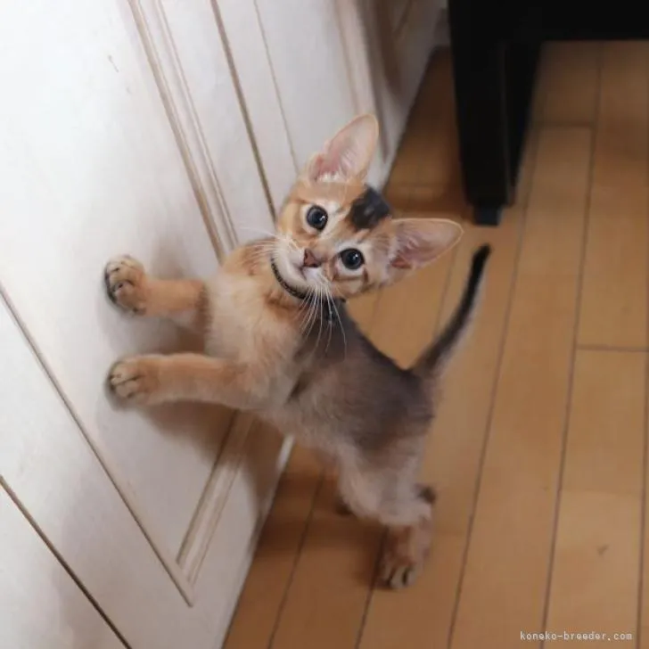 ID：2301-02101の子猫