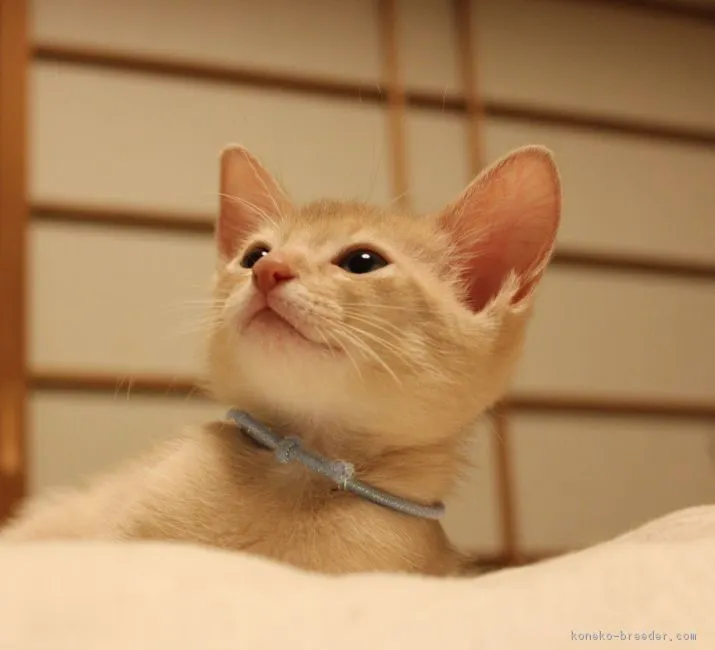 ID:1611-00473の子猫