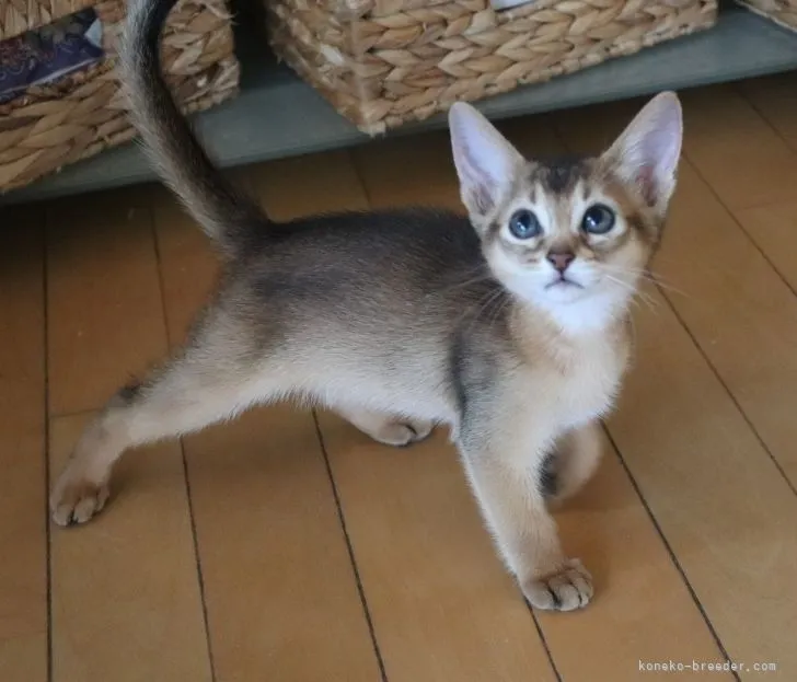 ID：2106-02254の子猫