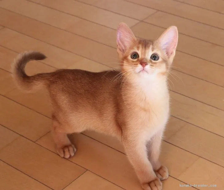 ID:1912-00392の子猫