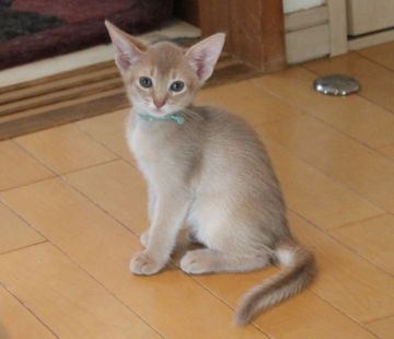 アビシニアン【愛媛県・女の子・2018年7月24日・フォーン】の写真「美しく成長中♡」