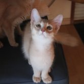 ソマリ
