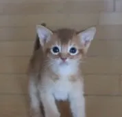 アビシニアン【愛媛県・男の子・2022年4月5日・レッド】の写真1「5/7の様子」