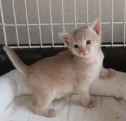 アビシニアン【愛媛県・女の子・2022年1月6日・フォーン】の写真3「2/2の様子」