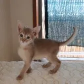 アビシニアン【愛媛県・女の子・2022年1月6日・フォーン】の写真4「3/2の様子」