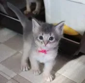 ソマリ【愛媛県・女の子・2021年6月30日・ブルー】の写真4「7/26の様子」