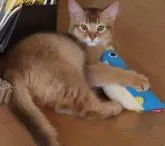 ソマリ【愛媛県・男の子・2022年10月31日・レッド】の写真4「2/20の様子」