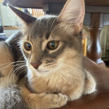 ソマリ【愛媛県・男の子・2025年5月12日・ブルー】の写真「幼名:はる」