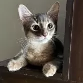 ソマリ