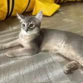ソマリ