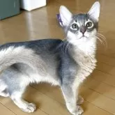 ソマリ
