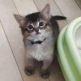 ソマリ