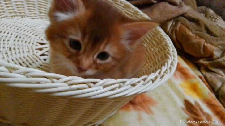 タック 様のお迎えした子猫