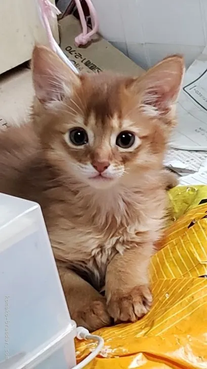 ID：2204-02375の子猫