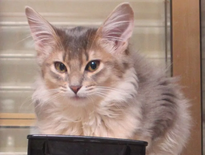 ID:1212-00070の子猫