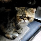 エキゾチックショートヘア