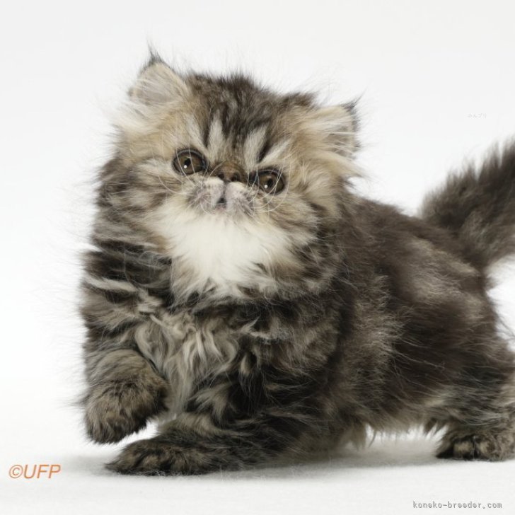 れお 様のお迎えした子猫