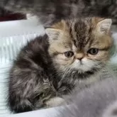 エキゾチックショートヘア【神奈川県・女の子・2024年11月17日・ブラウンタビー】の写真2「まーるい頭の愛嬌あるお顔です。」