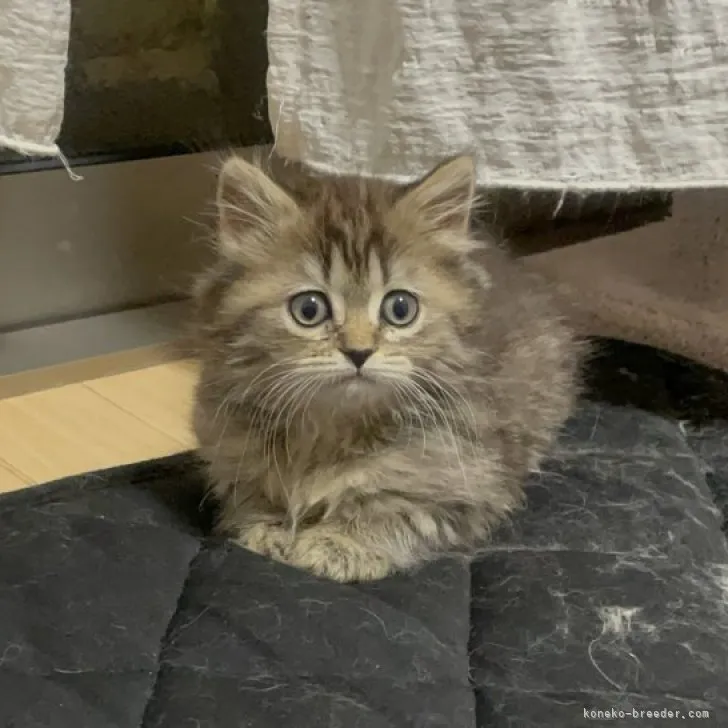 ペルシャ×ラグドール【愛知県・女の子・2023年1月8日・シェーデッドゴールデン】の写真1「我が家での通称　ちびちゃんです4姉弟の中では身体が小さいですが、基本！みんながっしりしてます」