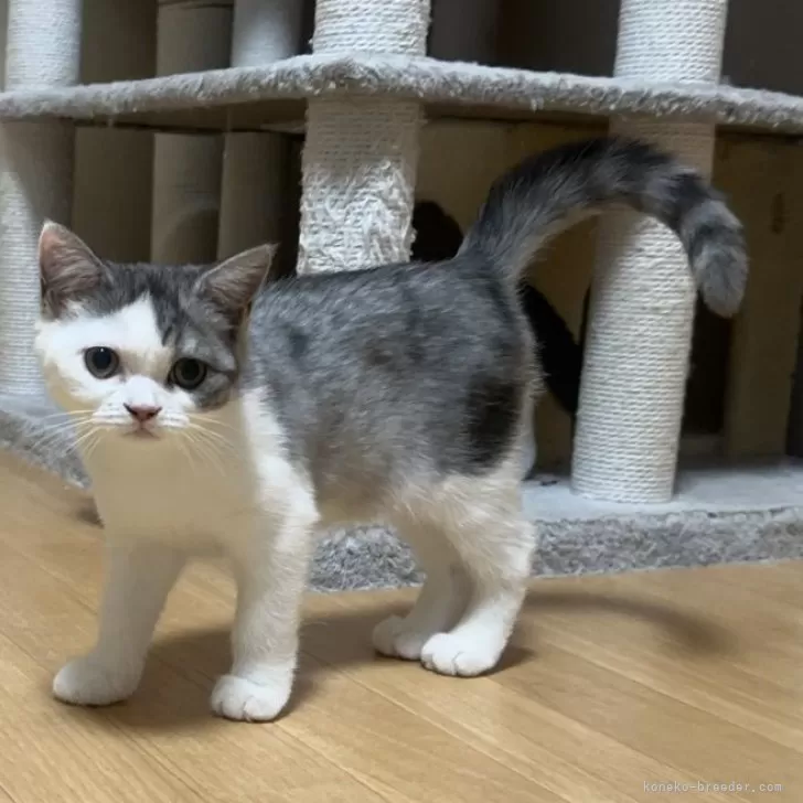 ID：2409-00694の子猫