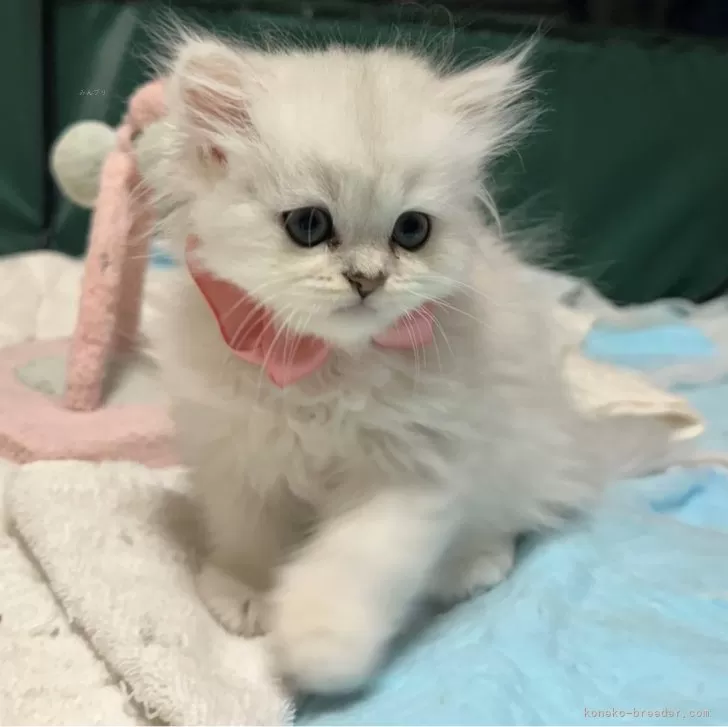 ID:2407-01238の子猫