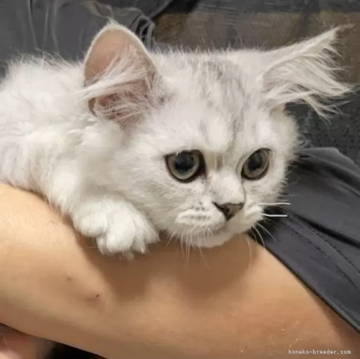 A.N 様のお迎えした子猫