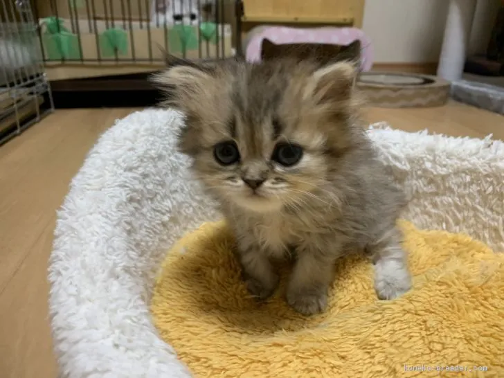 ID：1910-01180の子猫