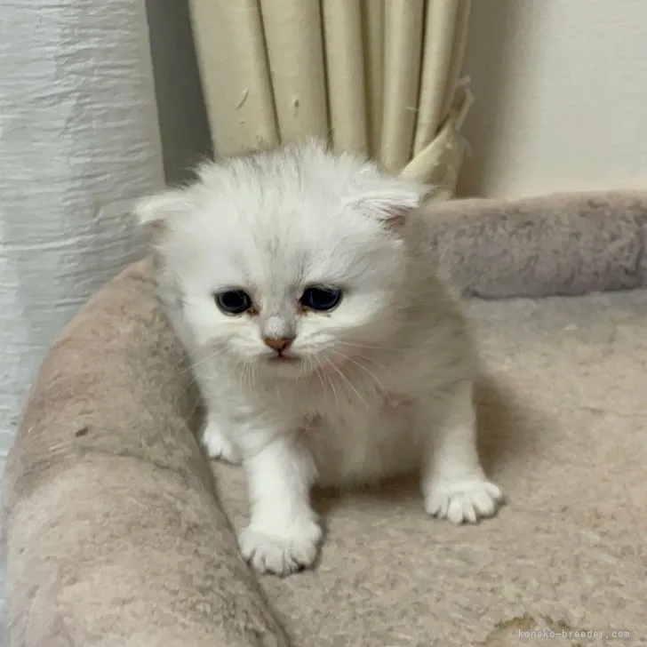 ID:2307-02925の子猫