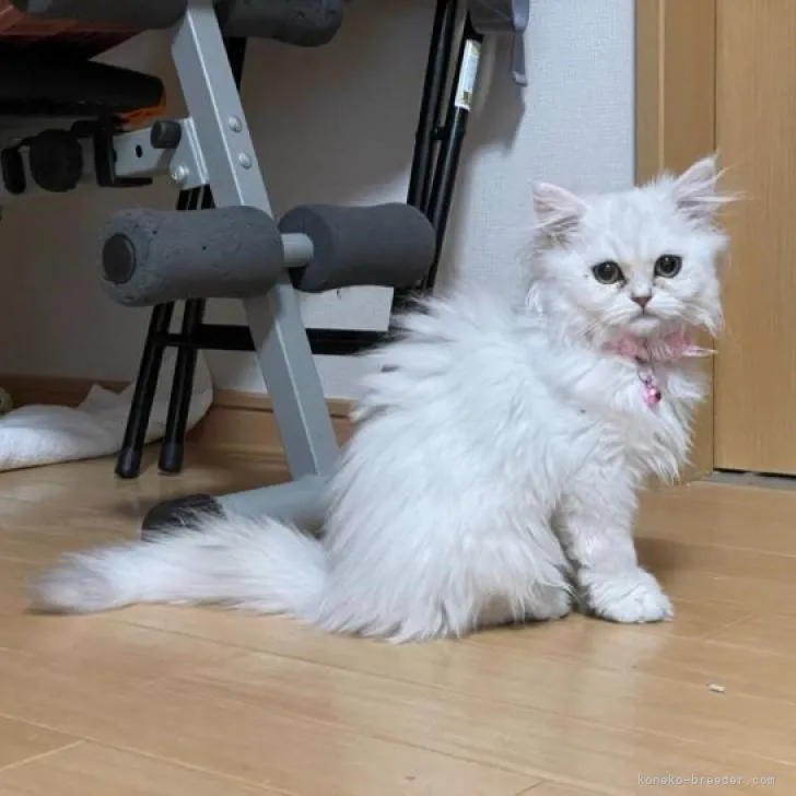 ID：2212-02326の子猫