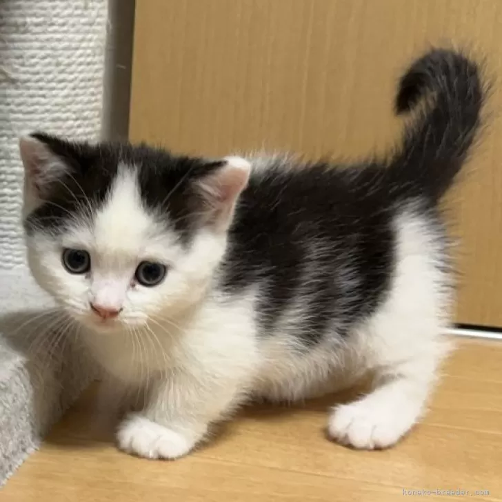 ID:2408-00419の子猫