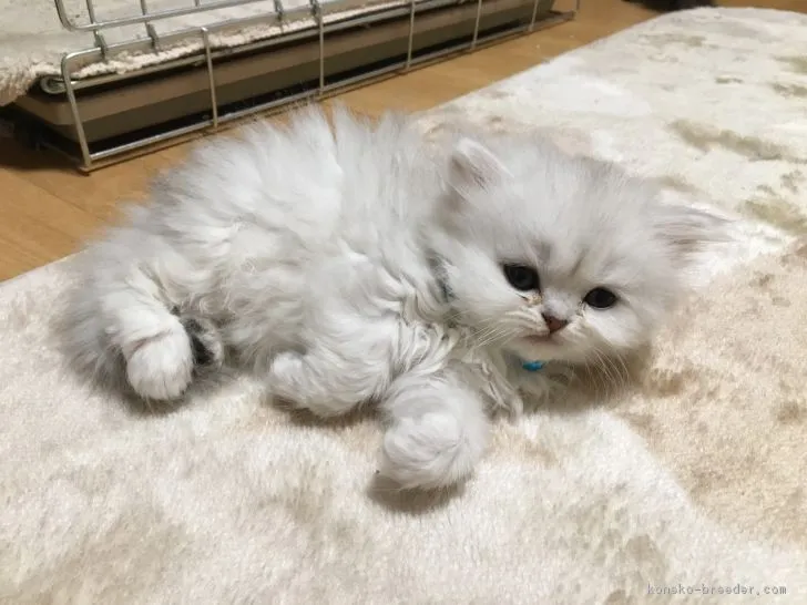 ID:1802-01053の子猫