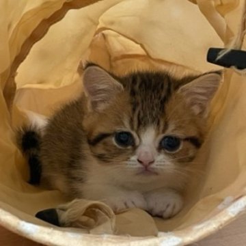 ミヌエット(短足)【愛知県・女の子・2023年2月19日・ブラウンタビー&ホワイト】の写真「お利口に抱っこさせてくれます」