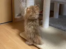 ペルシャ【愛知県・女の子・2021年1月27日・シェーデッドゴールデン】の写真2