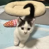 ミヌエット(短足)【愛知県・女の子・2024年6月22日・ブラック&ホワイト】の写真5